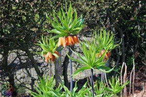 Fritillaria imperialis (1)